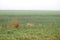 A foggy weat field near an old rural road on a rainy autumn day