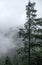 Foggy weather in the mountains. Old pine trees and rocks in the haze