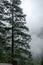 Foggy weather in the mountains. Old pine trees and rocks in the haze