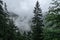 Foggy weather in the mountains. Old pine trees and rocks in the haze