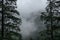 Foggy weather in the mountains. Old pine trees and rocks in the haze