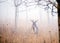 Foggy Whitetail Deer Buck
