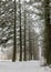 Foggy winter day, larch alley, snowy trees and branches, winter day