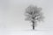 Foggy winter day.Lonely trees on a field.