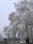 on a foggy winter day, the trees are covered with a large frost