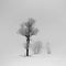 Foggy winter day.Trees on a field.