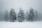 Foggy winter forest with snow. Winter seasonal concept.