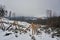 Foggy winter landscape - snowy glade with wood fence and foggy forest landscape in the background