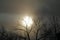 Foggy Winter Morning with Silhouetted Trees, Ohio