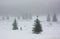 Foggy Winter Scene with Evergreen Trees