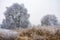 Foggy winter scenic with frosted trees