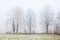 Foggy Winter Trees