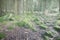 Foggy woods with rocks covered with moss