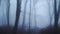 Foggy woods in thick fog weather conditions, with bare winter trees in a mysterious atmosheric woodl