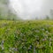 Fogy field of blue flover on a cloudy day