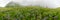 Fogy field of blue flover on a cloudy day. cylindrical 360-degree vr panorama