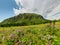 Fogy field of blue flover on a cloudy day. Wide panorama