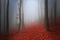 Fogy forest