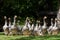 Foie gras geese at the goose farm