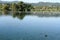 Folaga in Posta Fibreno Lake