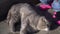 A fold-eared Scottish gray cat lies on its back and a child strokes it. Stray cat.