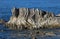 Folded rock on seashore, Kaikoura, New Zealand