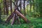 Folded wood in the Yakhroma summer green forest