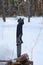 Folding camping knife plunged into stump fallen pine tree in winter forest