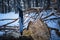 Folding camping knife is stuck in stump fallen pine tree against background winter pine forest