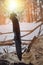 Folding camping knife is stuck in stump fallen pine tree in winter forest against background of sunset