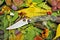 Folding everyday knife stainless steel blade military weapon garden autumn flowers leaves