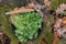 Folding filet knife. Tourist knife with a wooden handle. Knife and cilantro