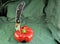 Folding knife fresh organic natural product longevity red pepper gourmet diet green background