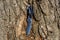 Folding knife on the old tree trunk