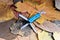 Folding knife stainless steel blade scissors nail clipper blue handle dry colored leaves garden autumn nature background