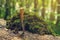 Folding knife with wooden handle is stuck in tree. Stack of green moss