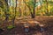 Folding picnic table in the autumn forest