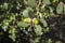 Foliage and acorns of Holm Oak