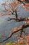 Foliage and branch of pubescent oak tree in autumn