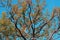 Foliage and branch of pubescent oak tree in autumn