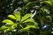 Foliage of a cafecillo bush, Erythrochiton gymnanthus, in a rainforest