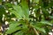 Foliage of a cafecillo bush, Erythrochiton gymnanthus, in a rainforest