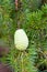 Foliage and cone of Himalayan cedar