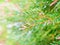 Foliage coniferous pink Ellwood`s gold leaf chamaecyparis lawsoniana fragrant,Pine leaves Melaleuca Alternifolia ,tea tree ,Herb