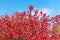 Foliage of Cornus sanguinea, the common dogwood in autumn