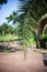 The foliage of evergreen plant - cycas.