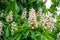 Foliage and flowers of Horse chestnut, Aesculus hippocastanum, Conker tree