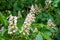 Foliage and flowers of Horse chestnut, Aesculus hippocastanum, Conker tree