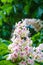 Foliage and flowers of Horse chestnut, Aesculus hippocastanum, Conker tree