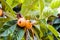 Foliage and fruits of common medlar